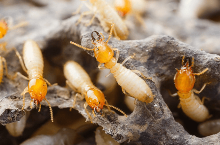 Termite Control